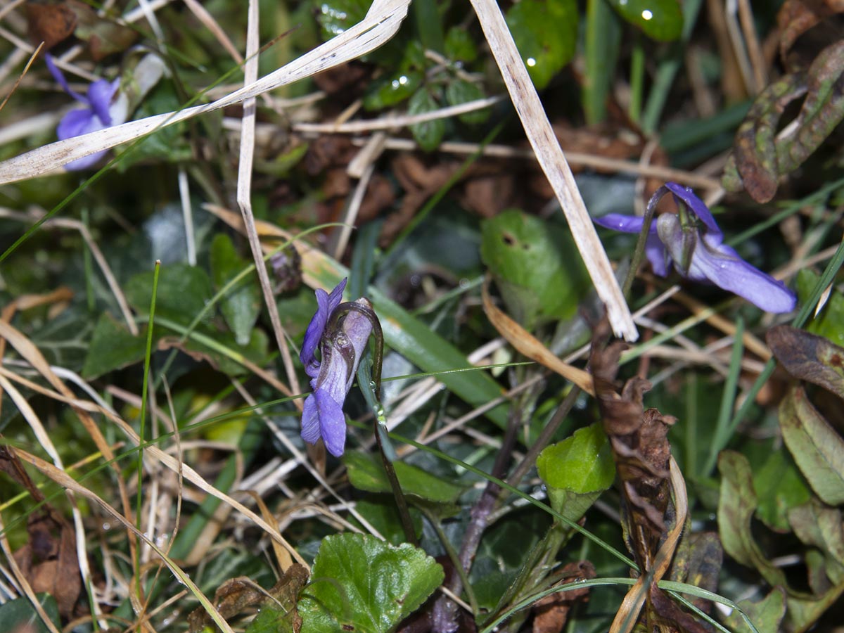 Viola riviniana